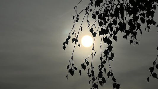 10/29/2022 @bbbeaglebearphotography #199