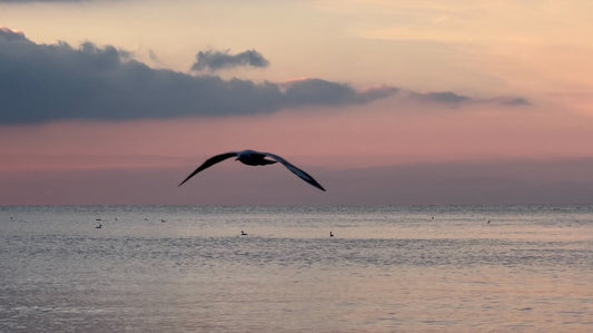 12/11/2022 @bbbeaglebearphotography #34